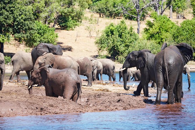 Full Day Zambezi National Park Golden Safari - Key points before you book