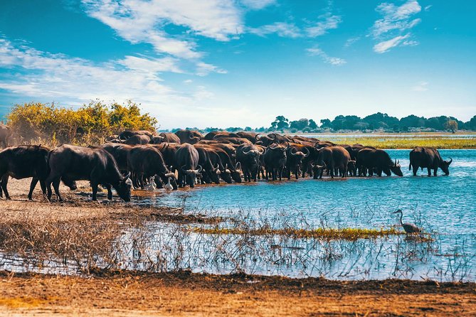 Full Day Zambezi National Park Golden Safari - The 7:30 am start and first game drive