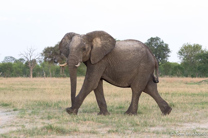 Full-Day Zimbabwe Zambezi National Park Safari & Lunch - Why the early start matters at Zambezi National Park