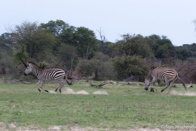 Full-Day Zimbabwe Zambezi National Park Safari & Lunch - Chamabondo Vlei adds a different wildlife setting