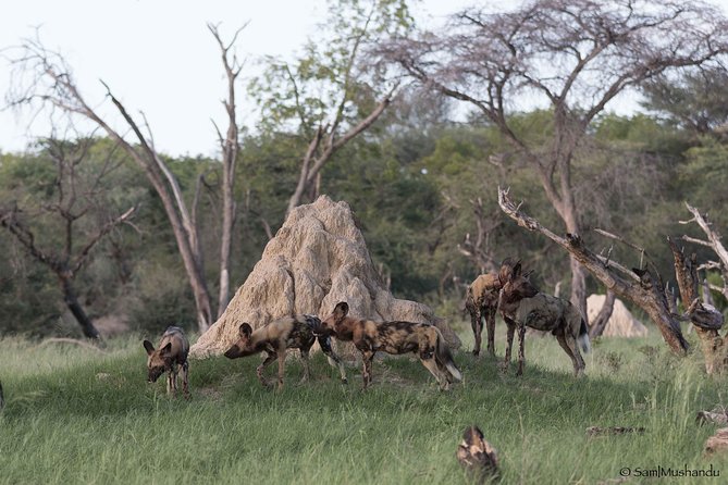 Full-Day Zimbabwe Zambezi National Park Safari & Lunch - Lunch in the park breaks up the long game drive