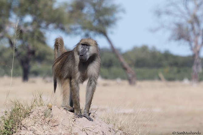 Full-Day Zimbabwe Zambezi National Park Safari & Lunch - Is $200 per person a fair price?