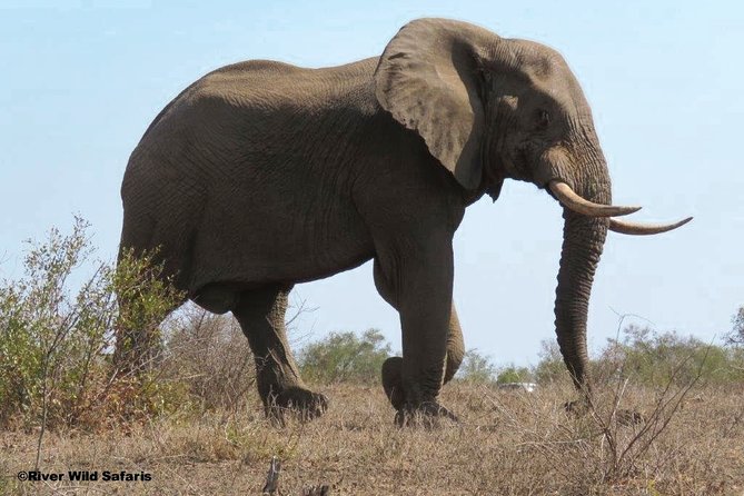 Game Drive (AM / PM) - Zambezi National Park - River Wild Safaris - Why This Half-Day Drive Works In Victoria Falls