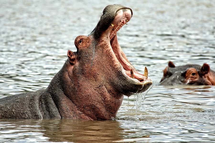 Game drive in Victoria Falls - Key points at a glance