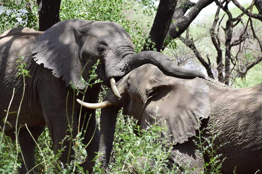 Game drive in Victoria Falls - Reading the bush with a local guide