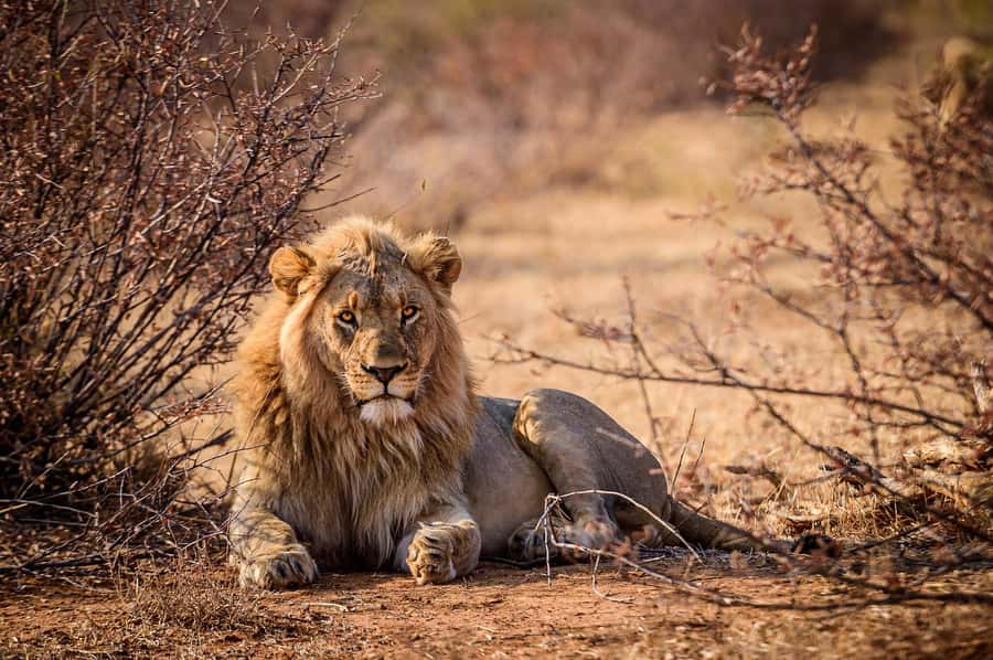 Game drive in Victoria Falls - Who will enjoy this most