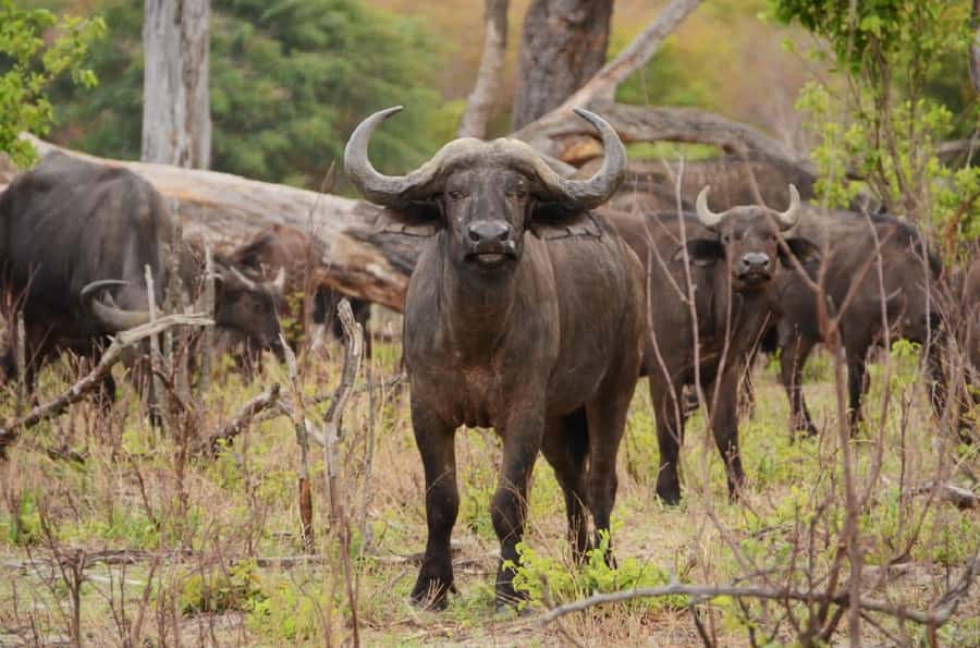 Game drive in Victoria Falls - Booking and cancellation details