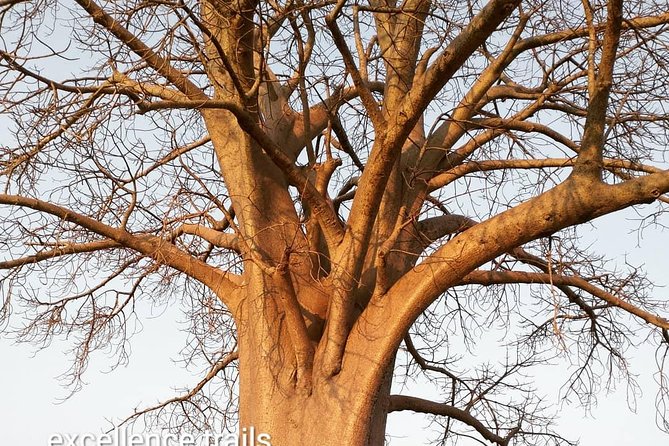 Game Drive in Zambezi National Park Morning or Afternoon - Is $85 a fair price?