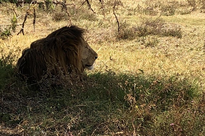 Game Drive in Zambezi National Park Morning or Afternoon - Who will enjoy this drive most?