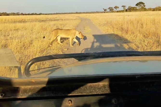 Game Drive Morning & Afternoon - Leaving Victoria Falls for the park