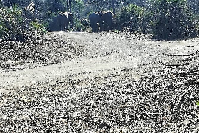 Game Drive Morning & Afternoon - What is included, and what is not