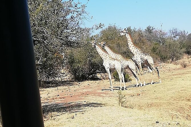 Game Drive Morning & Afternoon - The limits you should understand