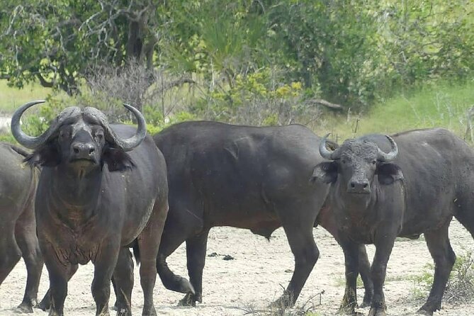 Game Drive Morning & Afternoon - What the three-hour safari is really like