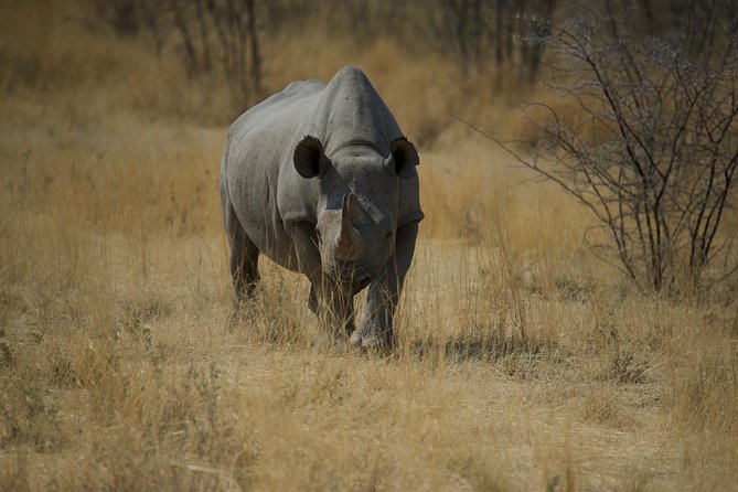 Game Drives - Why the Guide Can Make or Break the Drive