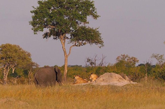 Game Drives - How This Fits Into a Victoria Falls Visit