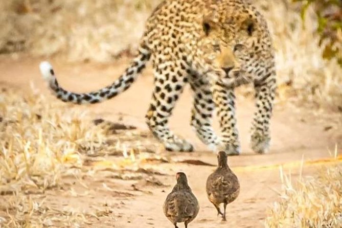 Game Drives - Who Should Book This Game Drive?