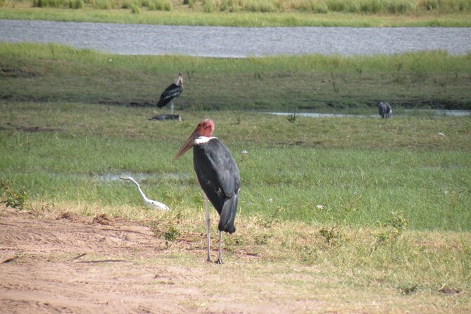 Game Drives in the Zambezi National Park - The rough road question