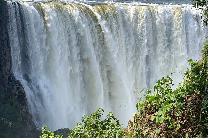 Guided Tour of the Falls Rainforest - Why the Victoria Falls rainforest deserves your time