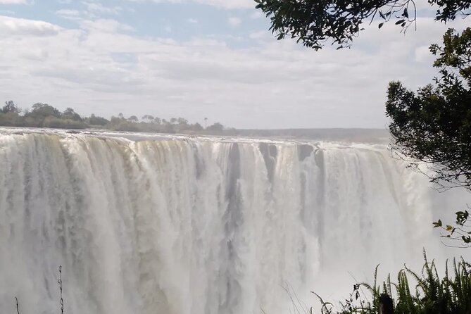 Guided Tour of the Falls - Walking the rainforest to the bridge