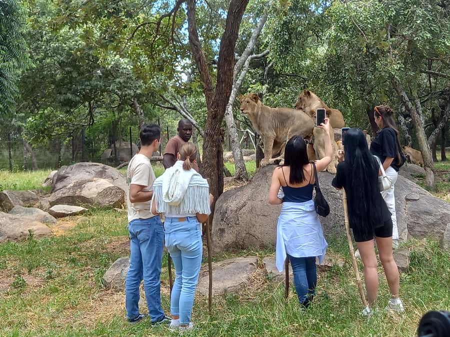 Harare: Half Day Outdoor Adventure - From city streets to Lion Park Safari