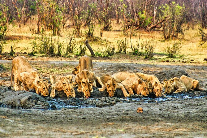 High Tea in the Savannah, Catering by Victoria Falls Hotel - The waterhole tea stop
