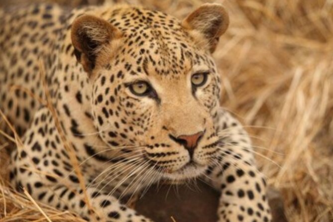 Hwange Day Trip - The midday brunch break