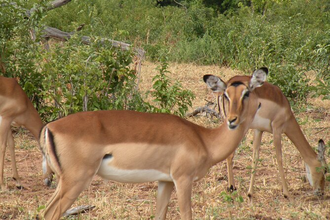 Hwange Day Trip - The afternoon drive and sunset wildlife activity