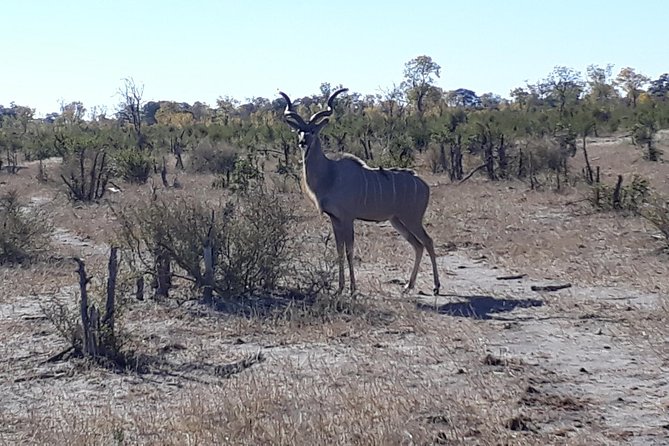 Hwange Day Trip - The wildlife you may see in Hwange
