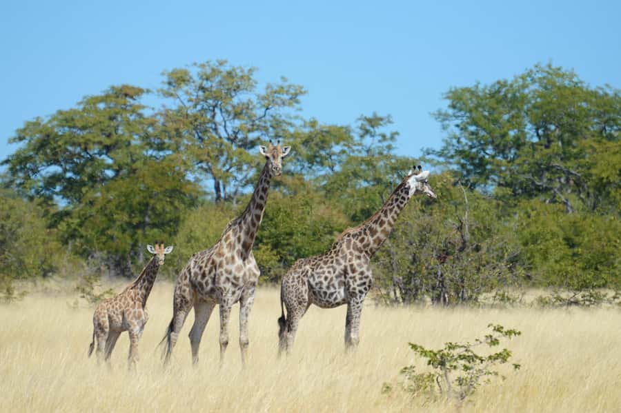 Hwange Full Day Safari from Victoria Falls - Key things to know before booking