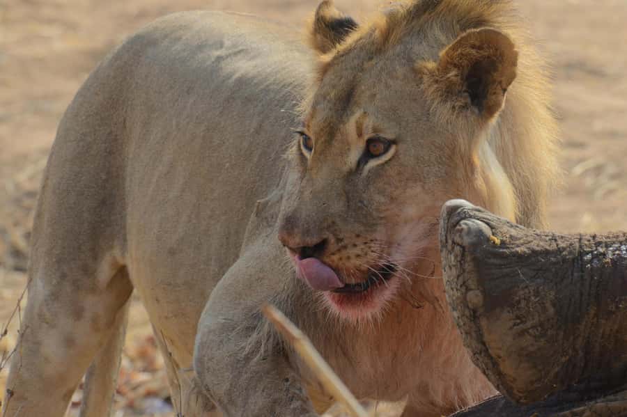 Hwange Full Day Safari from Victoria Falls - Why Hwange is worth the long ride from Victoria Falls