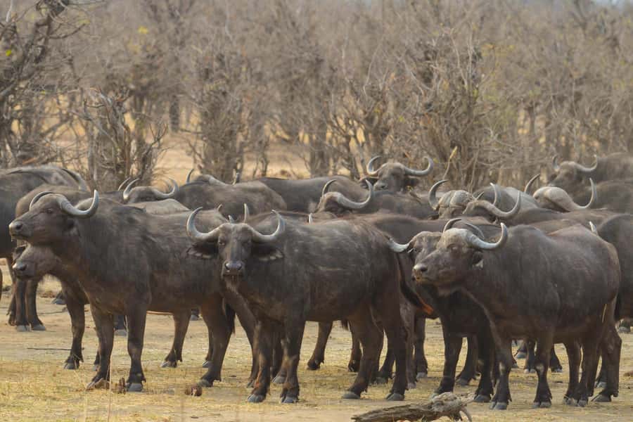 Hwange Full Day Safari from Victoria Falls - Entering Hwange Main Camp and changing vehicles