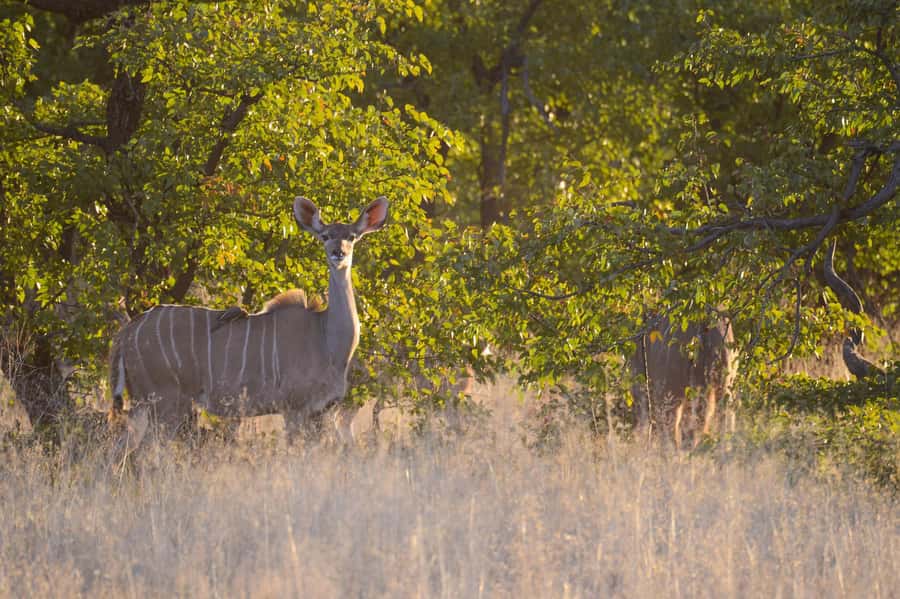 Hwange Full Day Safari from Victoria Falls - The 6:00 am pickup and the road to Hwange