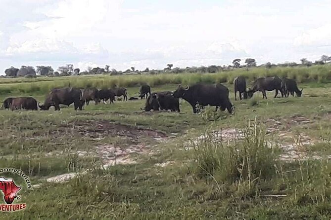 Hwange National Park 3 Days Package - Day two: eight hours in Hwange National Park