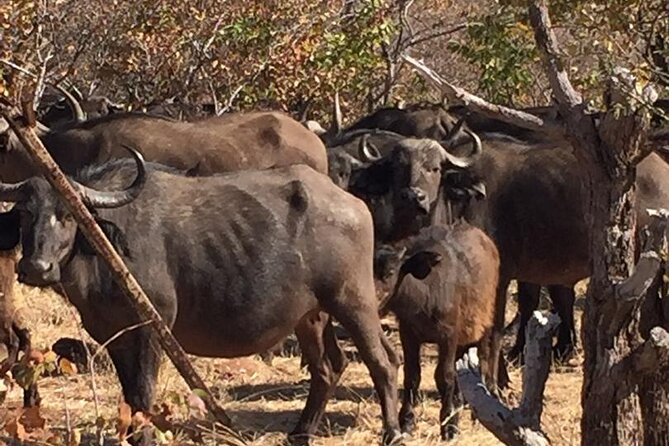 Hwange National Park 3 Days Package - What the $1,156 price really covers