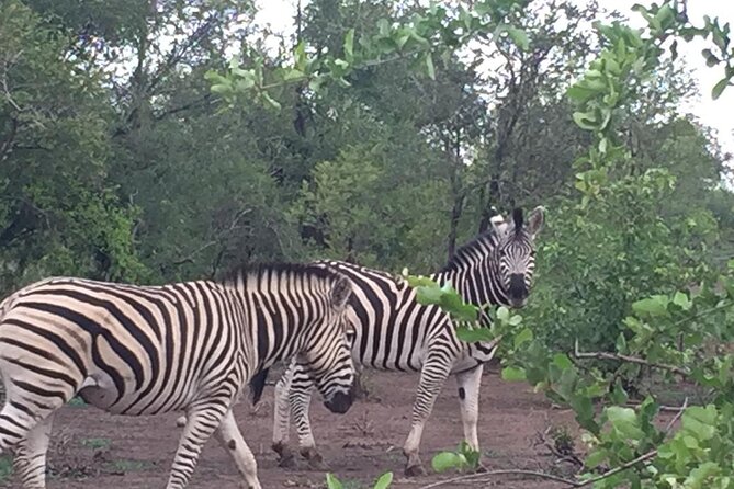 Hwange National Park 3 Days Package - Lodge comfort and the meal plan