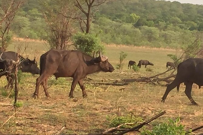 Hwange National Park 3 Days Package - Who should book this three-day safari