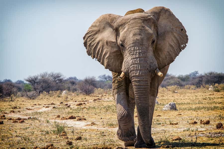 Hwange National Park Day Trip from Victoria Falls - Key Points to Know Before You Go