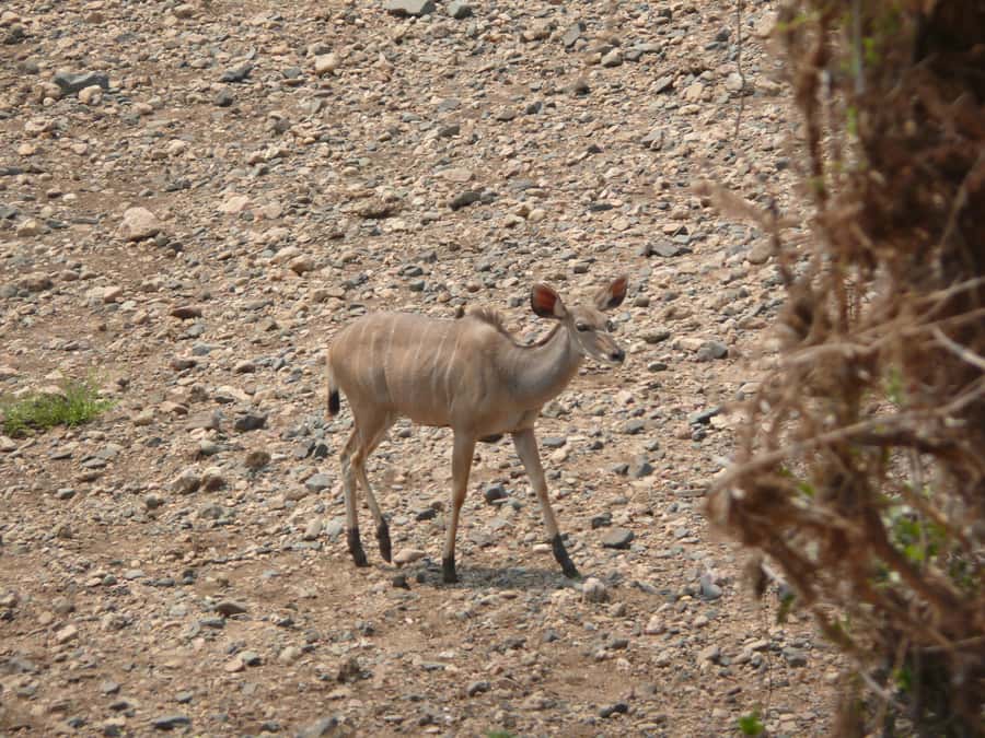 Hwange National Park Day Trip from Victoria Falls - The First Game Drive and Hwange’s Water Holes