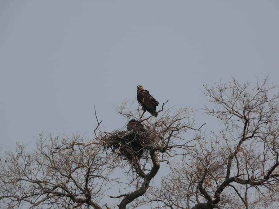 Hwange National Park Day Trip from Victoria Falls - Midday Lunch and a Necessary Pause