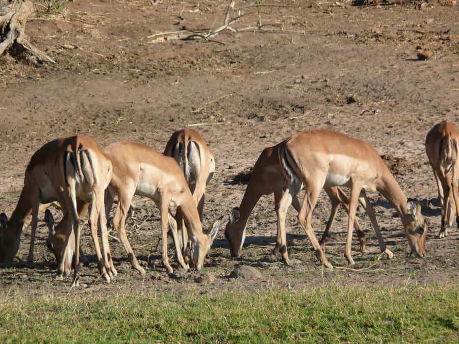 Hwange National Park Day Trip from Victoria Falls - The Afternoon Drive Toward Sunset