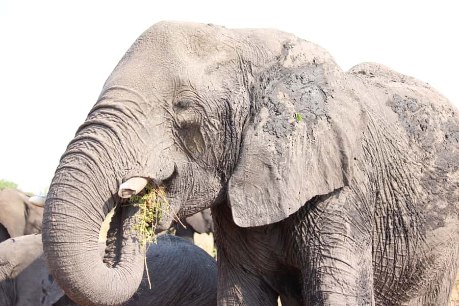 Hwange National Park Day Trip from Victoria Falls - What the 4x4 and Small Group Add