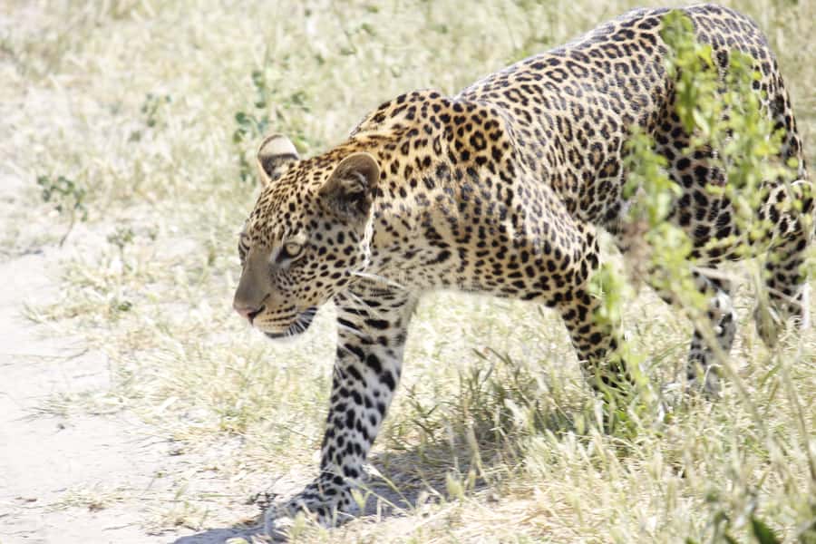 Hwange National Park Day Trip from Victoria Falls - Wildlife Expectations: Great Possibilities, No Guarantees