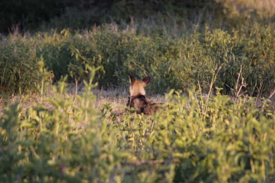 Hwange National Park Day Trip from Victoria Falls - Who Will Get the Most From This Day Trip?