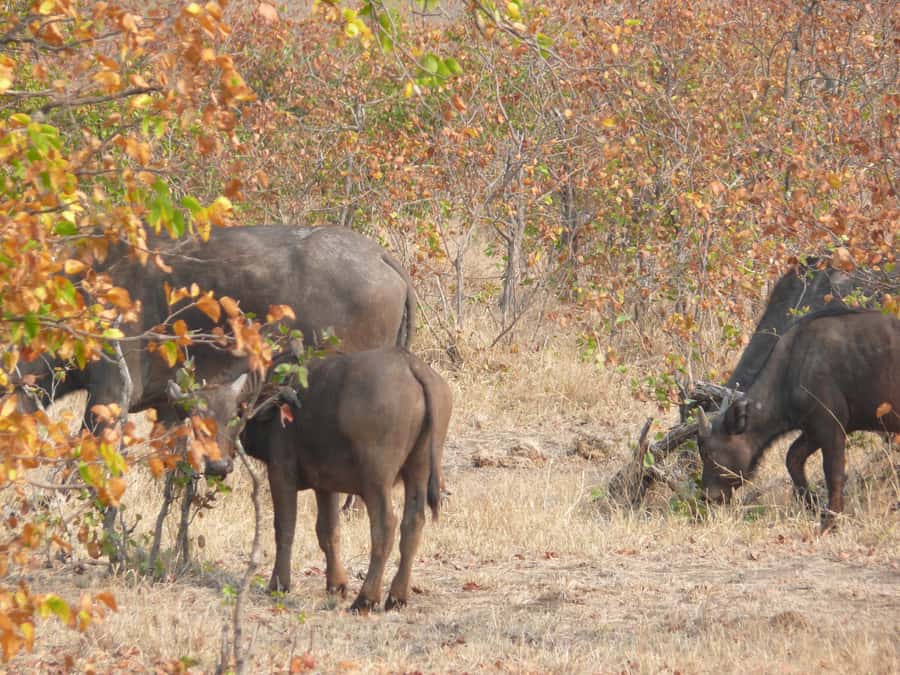 Hwange National Park Day Trip from Victoria Falls - The Road From Victoria Falls to Hwange