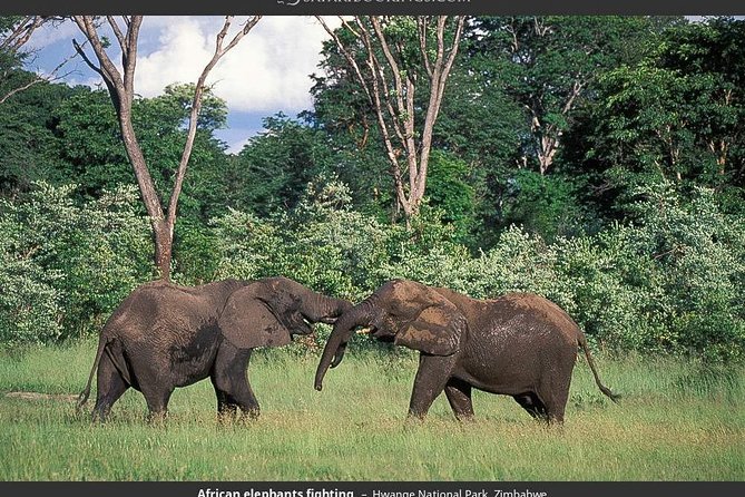 Hwange National Park Full Day Game Drive Safari - The long road from Victoria Falls to Hwange