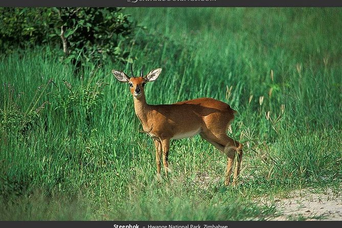 Hwange National Park Full Day Game Drive Safari - Eight hours inside Hwange National Park