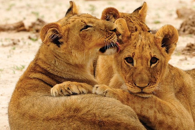 Hwange National Park Full Day Game Drive Safari - Big 5 hopes, with realistic expectations