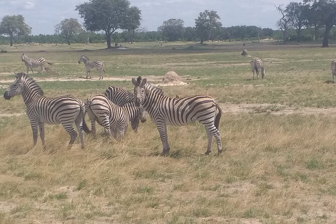 Hwange National Park Full Day Trip - Why Hwange works as a day trip from Victoria Falls