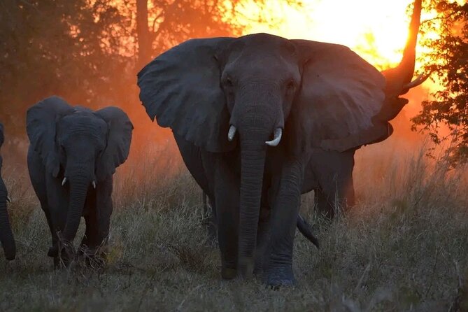 Hwange National Park Full Day Trip - The afternoon drive and return journey