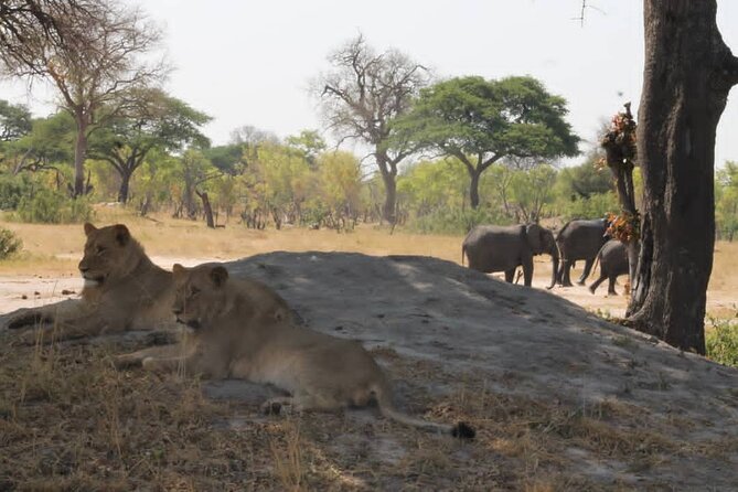 Hwange National Park Full Day Trip - Is $365 per person good value?